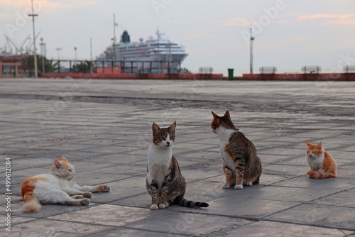 cats on the street