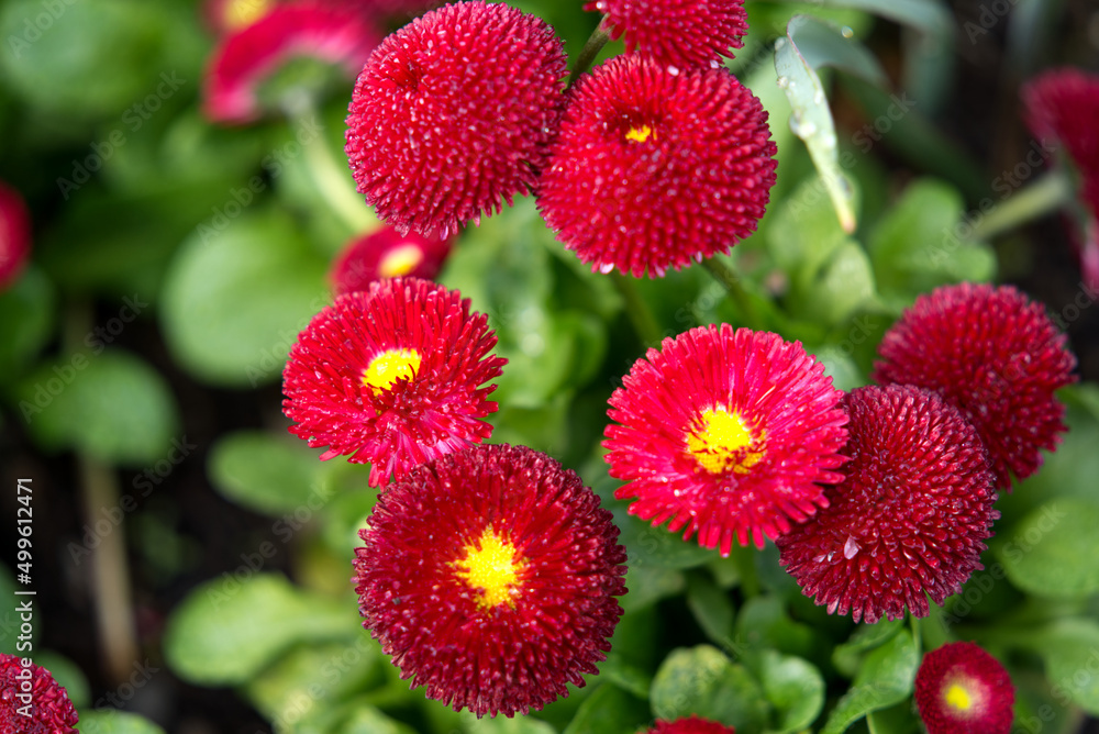 Close-up of beautiful red and yellow flowers at border of Lake Geneva at City of Montreux on a blue cloudy spring morning. Photo taken April 4th, 2022, Montreux, Switzerland. Close-up of beautiful red and yellow flowers at border of Lake Geneva at City of Montreux on a blue cloudy spring morning. Photo taken April 4th, 2022, Montreux, Switzerland.