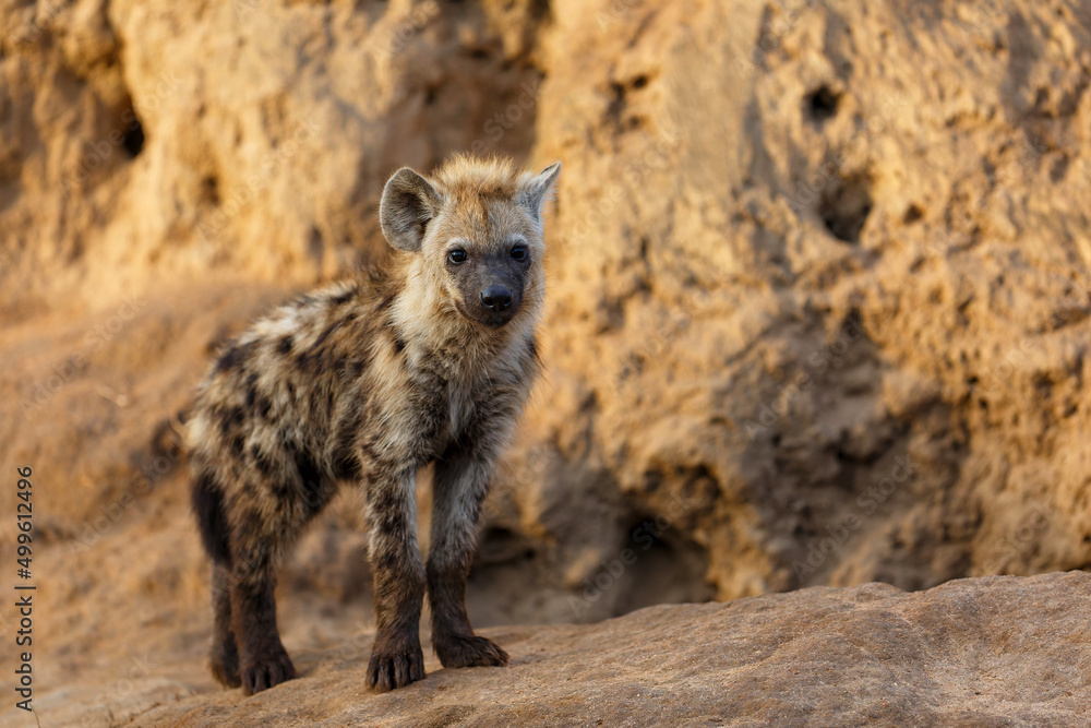 Playful Spotted Hyena pup awaking at the den with sunrise in Sabi Sands Game Reserve in South Africa