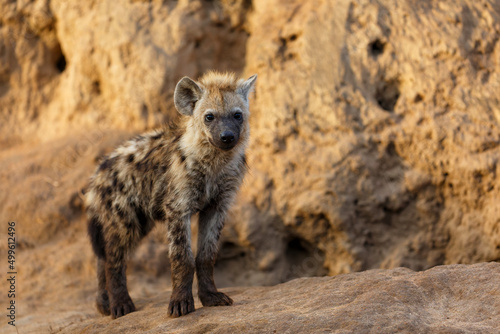 Playful Spotted Hyena pup awaking at the den with sunrise in Sabi Sands Game Reserve in South Africa © henk bogaard