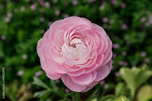 Close up shot of a beautiful blossoming ranunculus bud in the field. Persian buttercup flower farm at springtime blooming season. Copy space for text, colorful background.