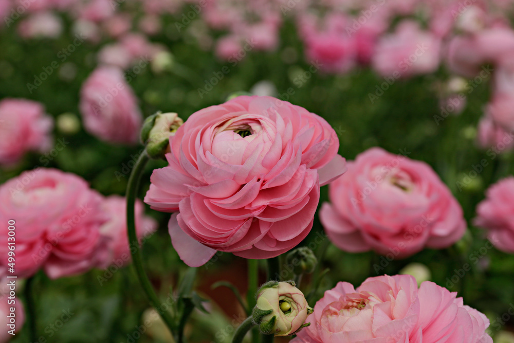 Close up shot of a beautiful blossoming ranunculus bud in the field. Persian buttercup flower farm at springtime blooming season. Copy space for text, colorful background. Close up shot of a beautiful blossoming ranunculus bud in the field. Persian buttercup flower farm at springtime blooming season. Copy space for text, colorful background.