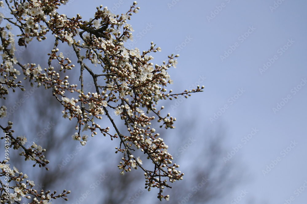 Zweige der Wildkirsche mit Knospen und weißen Blüten Zweige der Wildkirsche mit Knospen und weißen Blüten