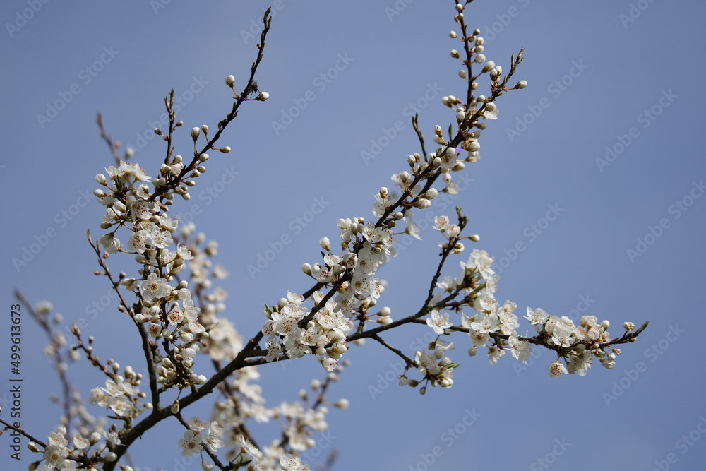 Zweige der Wildkirsche mit Knospen und weißen Blüten Zweige der Wildkirsche mit Knospen und weißen Blüten