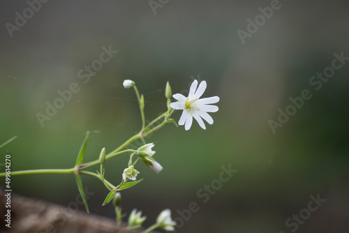 Flor silvestre blanca de largos pétalos