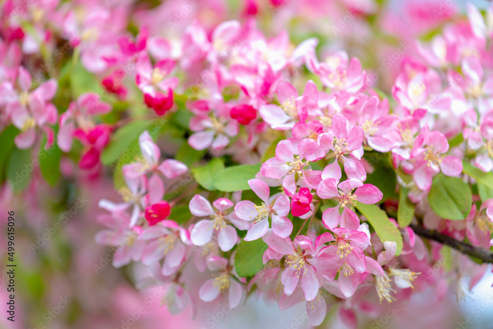Selective focus of red pink flower of Malus floribunda on the tree with yong green leaves, Japanese flowering crabapple, Purple chokeberry or showy crabapple, Nature floral pattern texture background. Selective focus of red pink flower of Malus floribunda on the tree with yong green leaves, Japanese flowering crabapple, Purple chokeberry or showy crabapple, Nature floral pattern texture background.
