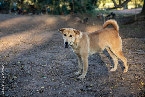 Fototapeta Naklejka Na Ścianę i Meble -  Adorable brown and white pet mixed breed dog looking at camera