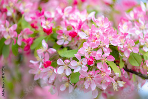 Selective focus of red pink flower of Malus floribunda on the tree with yong green leaves, Japanese flowering crabapple, Purple chokeberry or showy crabapple, Nature floral pattern texture background.