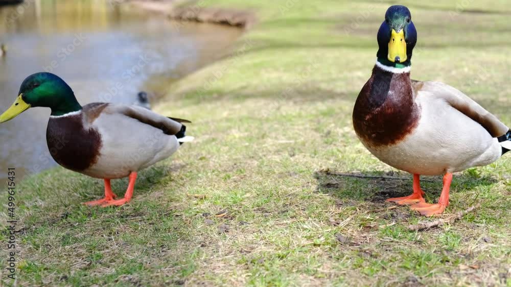 Two ducks walk along the shore of a pond in a city park. Sunny spring ...