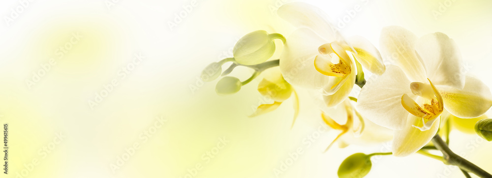 closeup of a beautiful white orchid flower on abstract yellow background with copy space, floral concept for spirit of purity and elegance in nature for greeting card - obrazy, fototapety, plakaty 