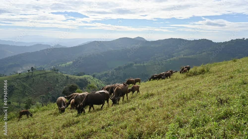Herd of Buffalo grazing on agricultural hill in countryside Herd of Buffalo grazing on agricultural hill in countryside