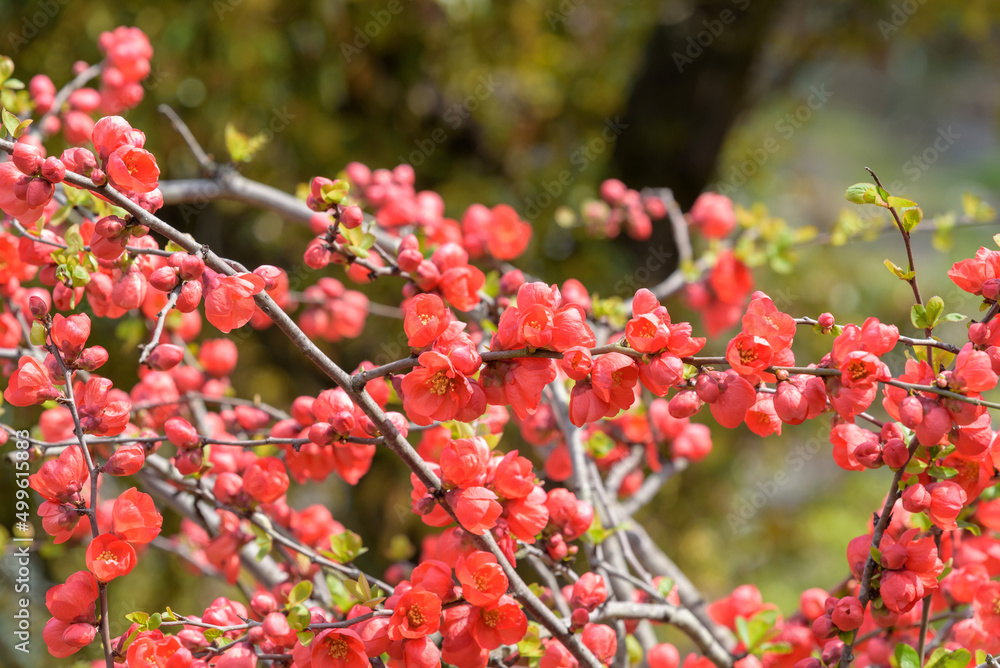 Red flower of Japanese quince