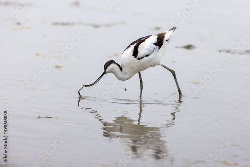 Pied Avocet (Recurvirostra avosetta)  seeking food on mudflat © Earnest Tse