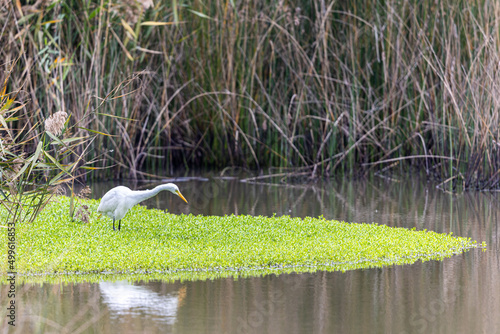 Great Egret (Ardea alba) seeking food at wetland photo