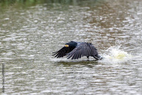 Great Cormorant (Phalacrocorax carbo) in flight photo