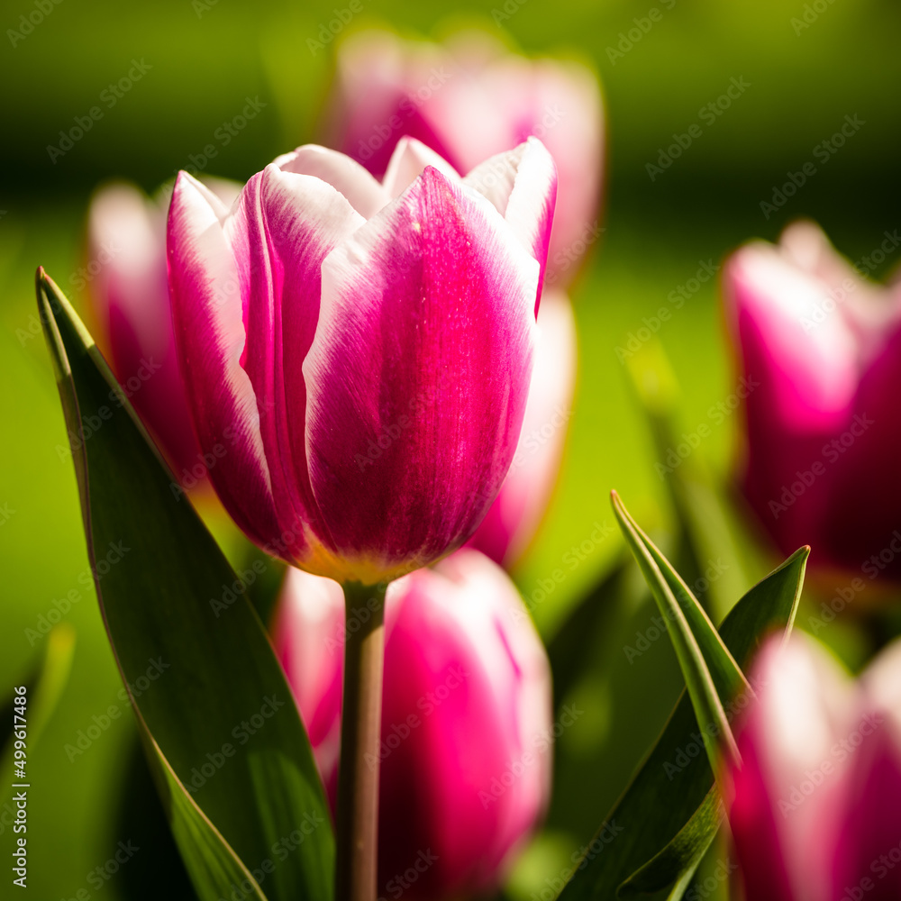 Naklejka premium Tulip FlowerPower