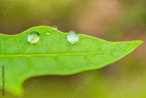 Beautiful drops of transparent rain water on a green leaf macro. Close up drops of dew in the morning glow in the sun. Beautiful Green blurred in nature. Natural background concept.Photo select focus.