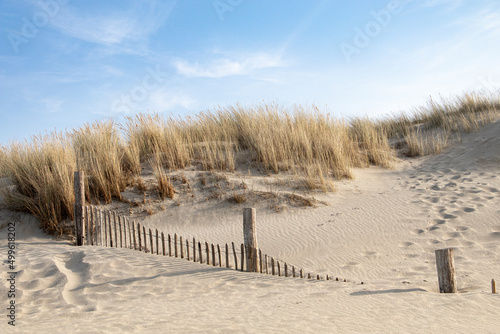 sand dunes with beach grass on the coast