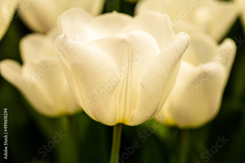 Tulip FlowerPower © forstfotografie.de