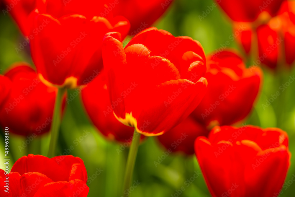 Tulip FlowerPower Tulip FlowerPower