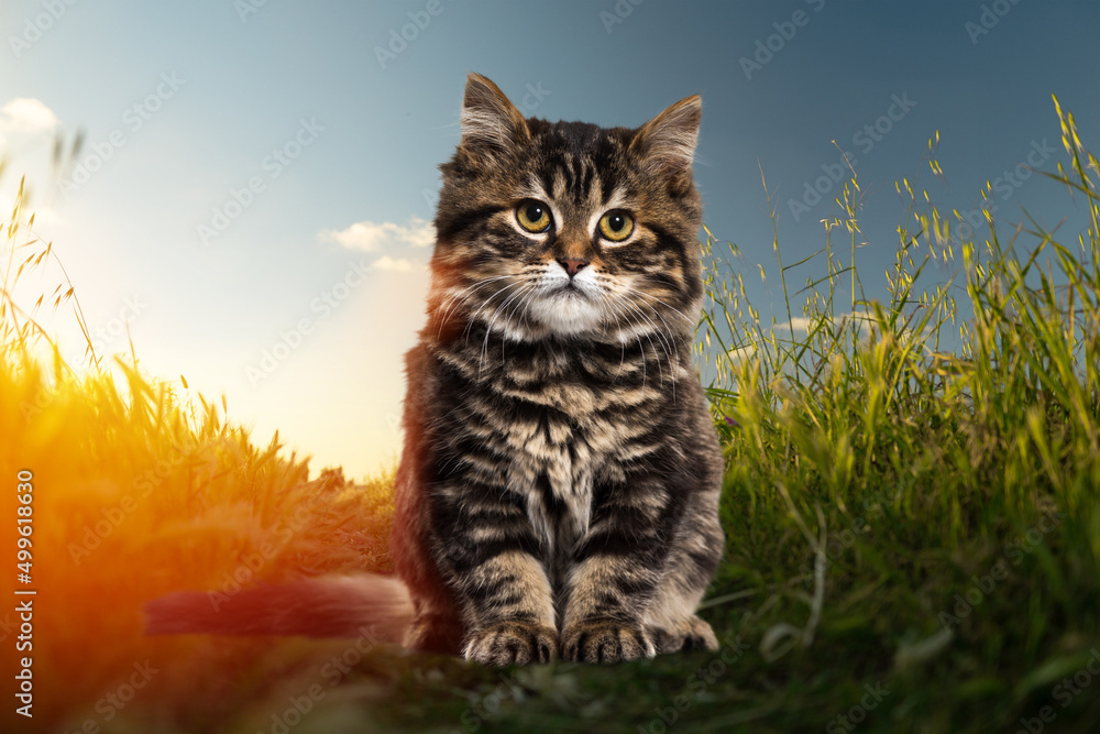 A Beautiful Cat Sits In Green Grass On A Sunny Meadow During The Summer Stock 写真 Adobe Stock