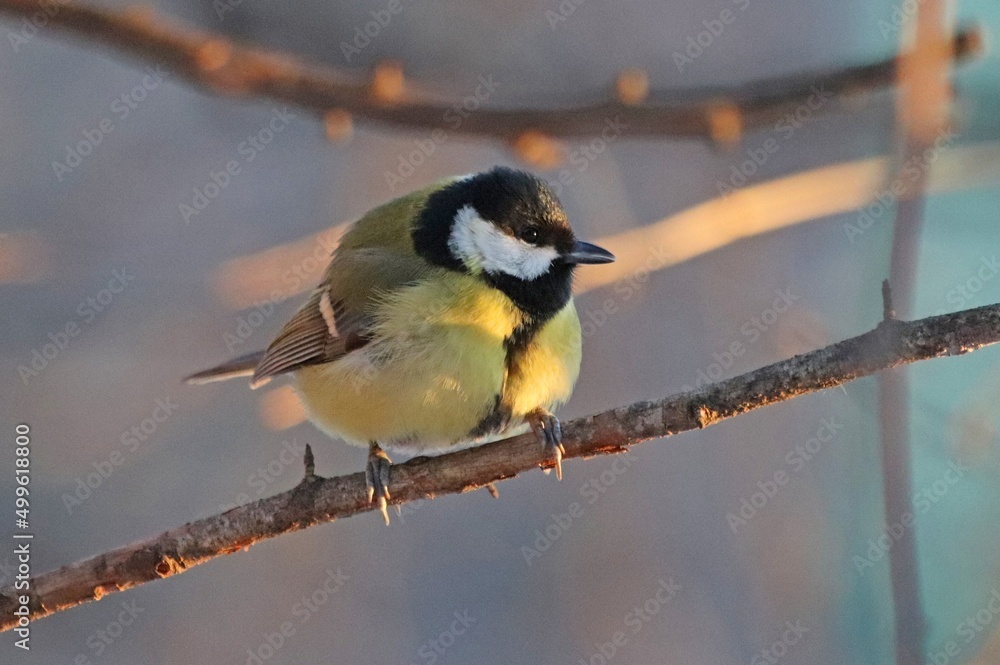 Obraz premium a bird sitting on a branch