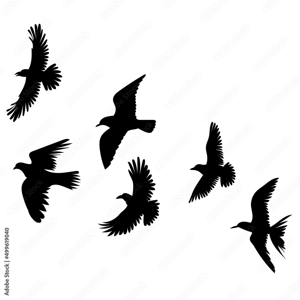 Obraz premium birds flying silhouette, on white background, isolated, vector