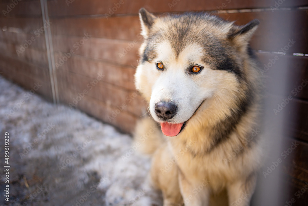 Portrait of gorgeous, cute and happy Siberian Husky dog standing in dog farm near Kemerovo, Siberia, Russia Portrait of gorgeous, cute and happy Siberian Husky dog standing in dog farm near Kemerovo, Siberia, Russia