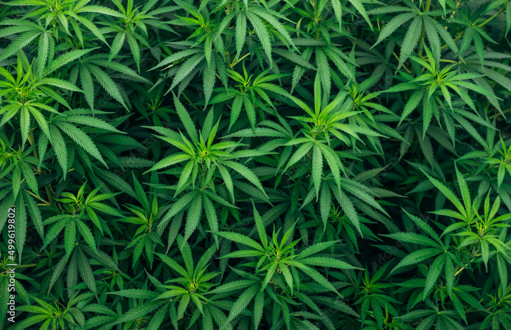 Marijuana Weed Wallpaper cannabis