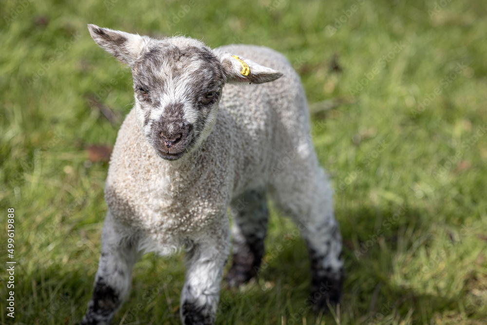 Newly born Romney Marsh lamb in the spring, Kent, England Newly born Romney Marsh lamb in the spring, Kent, England