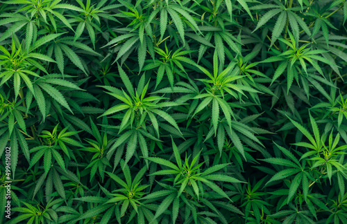 Marijuana Weed Wallpaper cannabis background