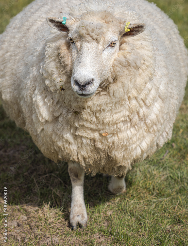 Romney Marsh sheep, Kent, England