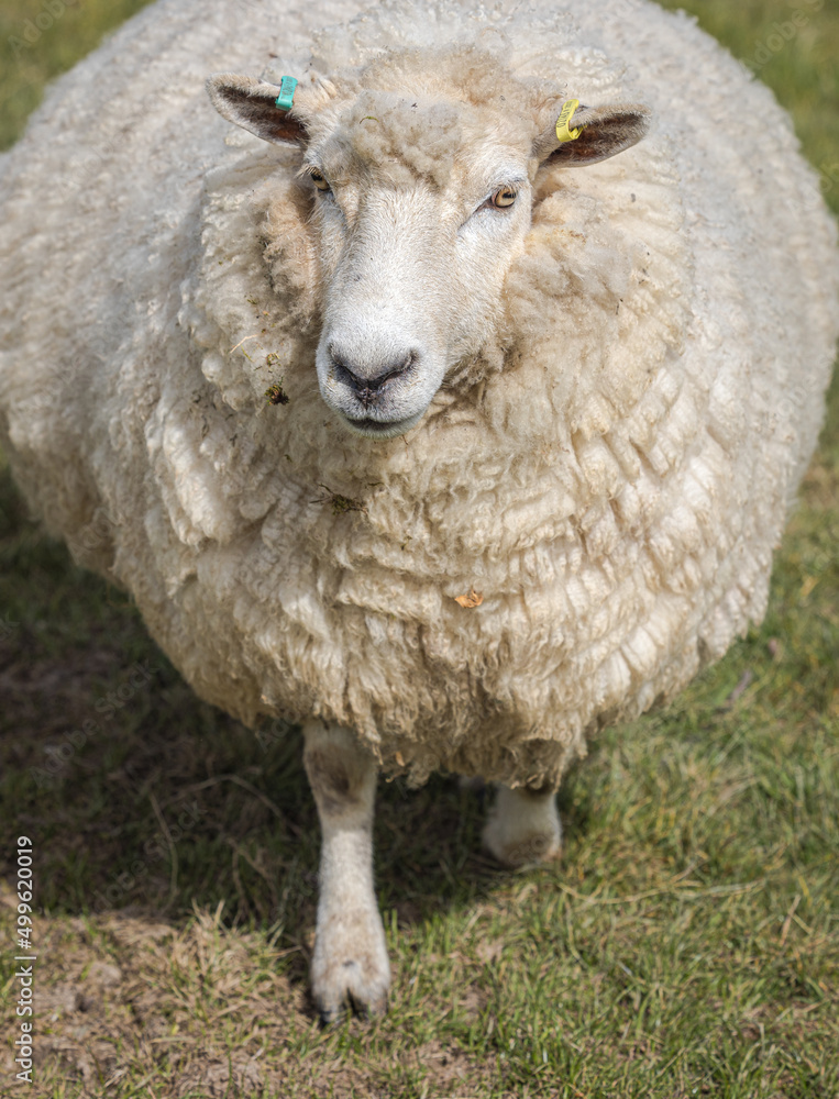 Fototapeta premium Romney Marsh sheep, Kent, England