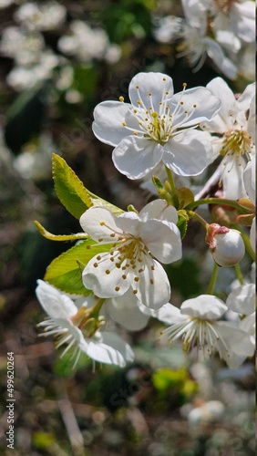white cherry blossom