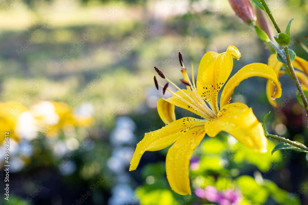 Yellow lily flower with water drops in sunny day garden on natural green background. Yellow lily flower with water drops in sunny day garden on natural green background.