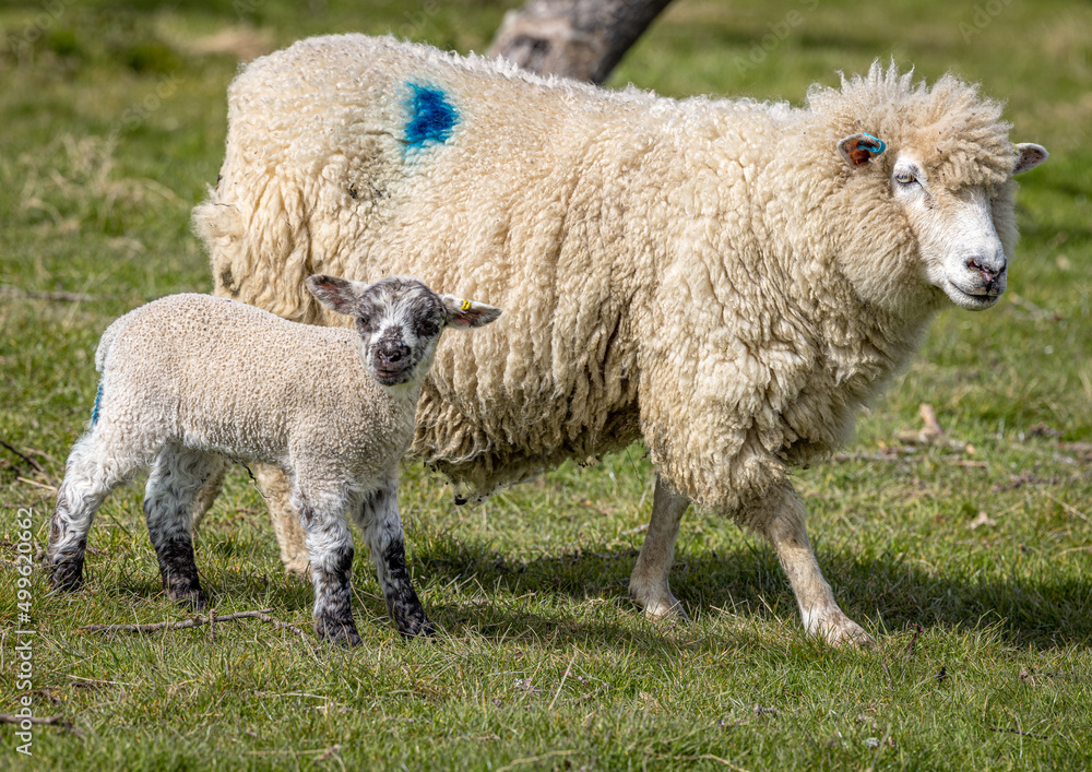 Romney Marsh sheep and newly born lamb in the spring, Kent, England Romney Marsh sheep and newly born lamb in the spring, Kent, England