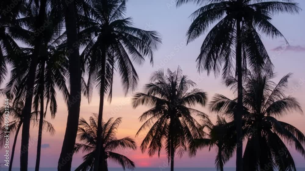 Silhouette coconut palm trees and beautiful sunset sky over sea Amazing light nature colorful landscape Beautiful light nature sky and clouds seascape at Phuket island Silhouette coconut palm trees and beautiful sunset sky over sea Amazing light nature colorful landscape Beautiful light nature sky and clouds seascape at Phuket island