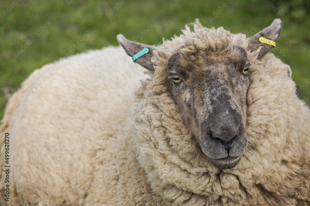 Naklejka premium Suffolk Romney Cross sheep on the farm