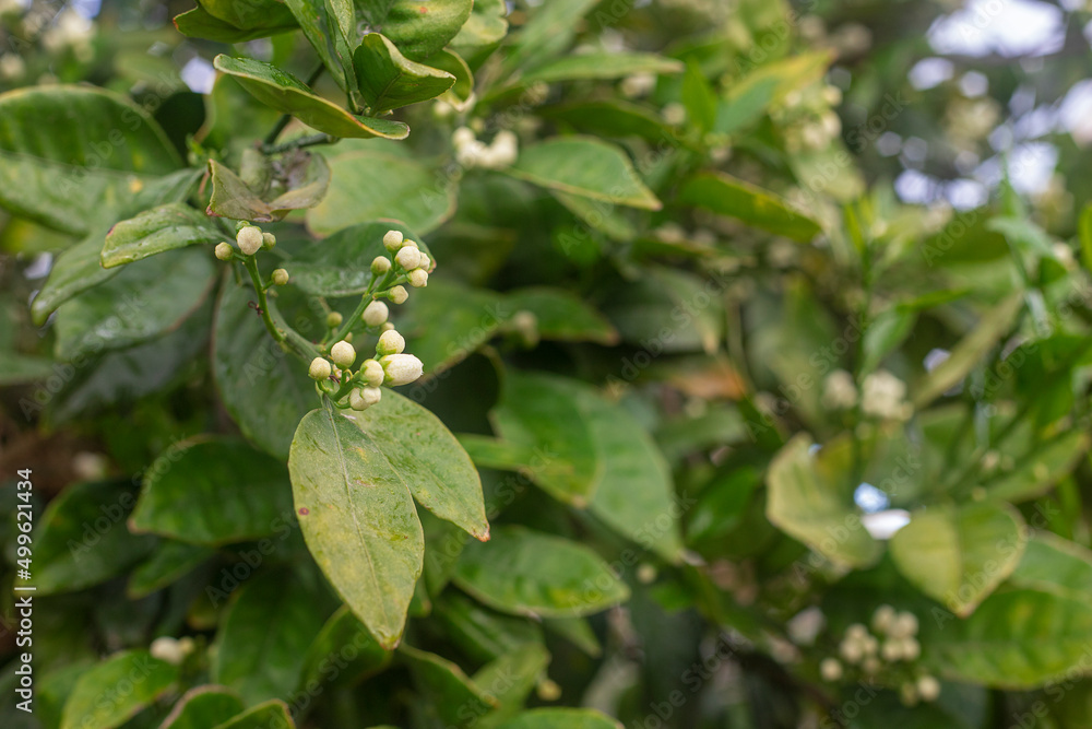 Photography of the orange flower bud in tree. Photography of the orange flower bud in tree.