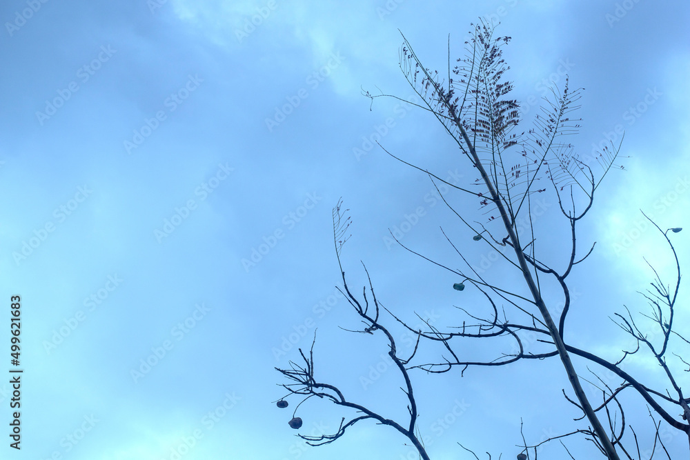 Backlit photograph of a tree on a cloudy day. Nature landscape. Backlit photograph of a tree on a cloudy day. Nature landscape.