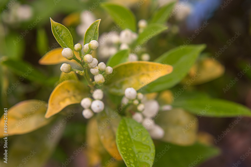 Photography of the orange flower bud in tree. Photography of the orange flower bud in tree.