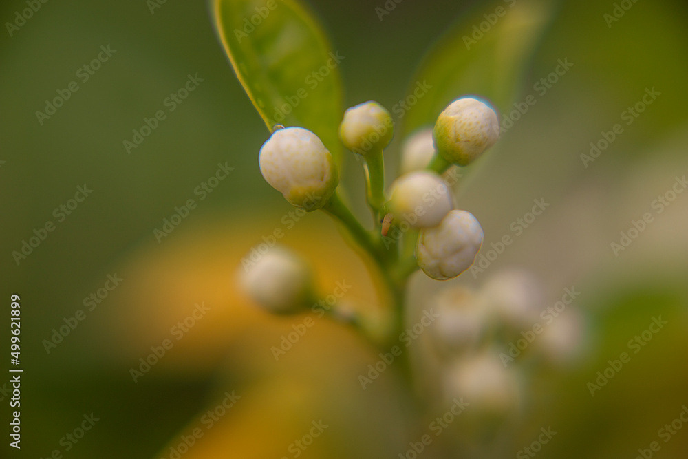 Photography of the orange flower bud in tree. Macro Photography of the orange flower bud in tree. Macro