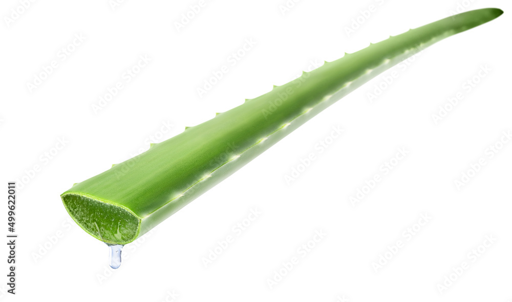 Fototapeta premium Aloe vera leaf with juice drop isolated on white background. Natural ingredient for herbal beauty product, cosmetology, dermatology, naturopathic medicine