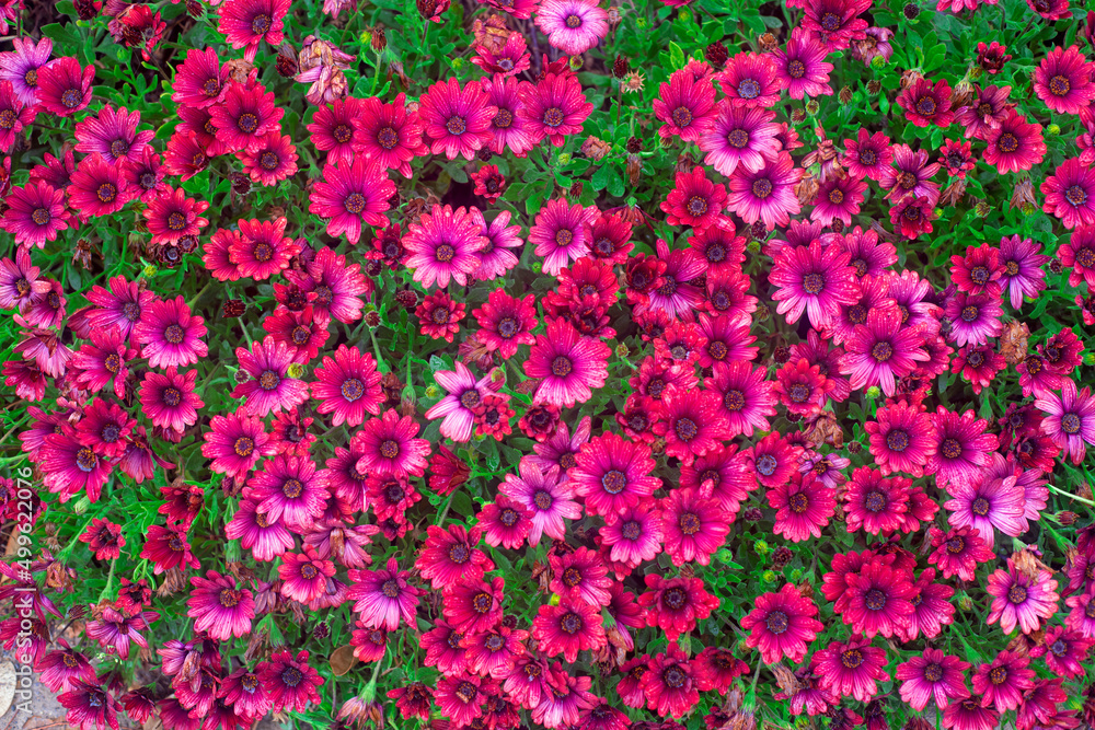 Photography of African daisies, with drops of water, pink color in a garden. Photography of African daisies, with drops of water, pink color in a garden.