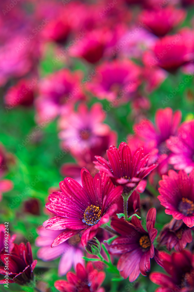 Obraz premium Photography of African daisies, with drops of water, pink color in a garden.