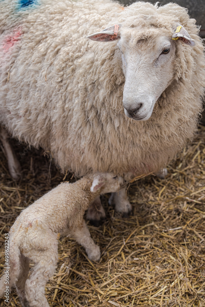 Romney Marsh sheep and newly born lamb on the farm, Kent, England