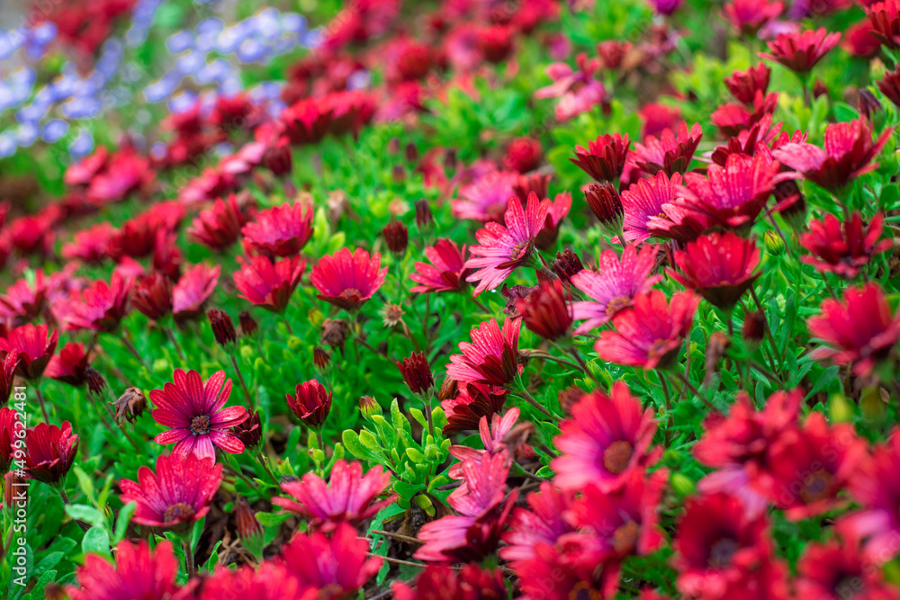 Photography of African daisies, red color in a garden.