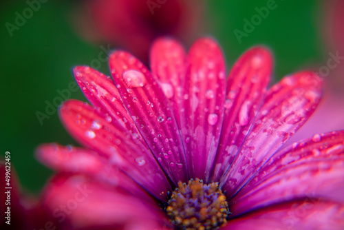 Macro photography of an pink African daisy in a garden with drops of water in a rainy day.