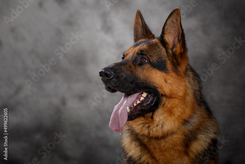 German shepherd dog in studio