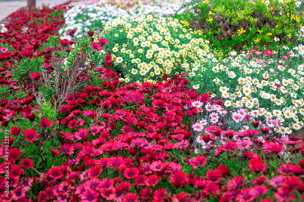 Photography of African daisies, pink, red, yellow, white, purple color in a garden.